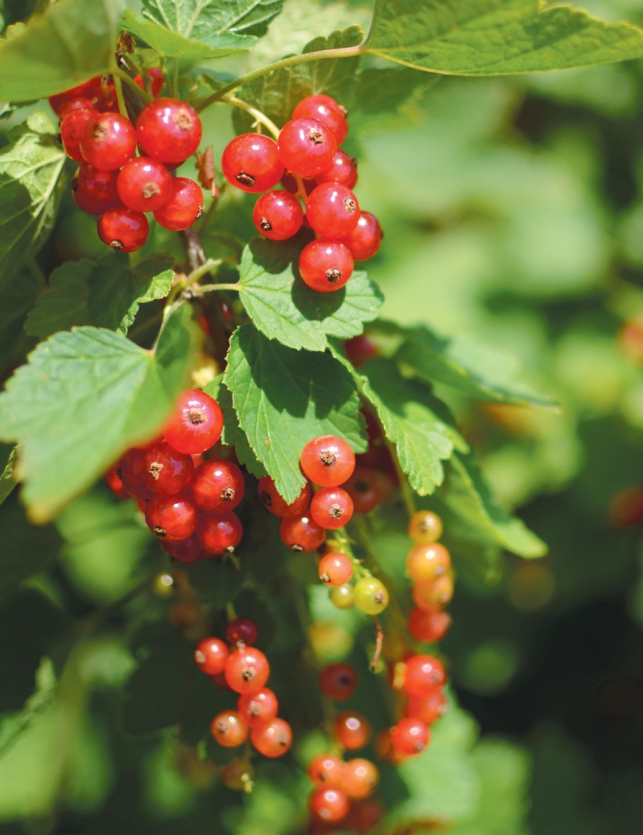 Currants growing at Three Springs Fruit Farm in Adams County, PA