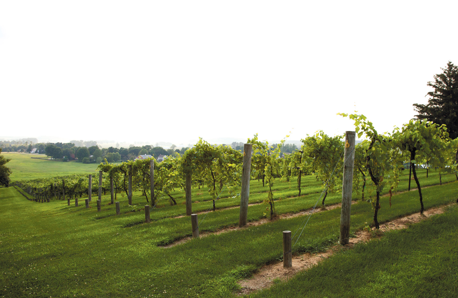 Lehigh Valley vineyard
