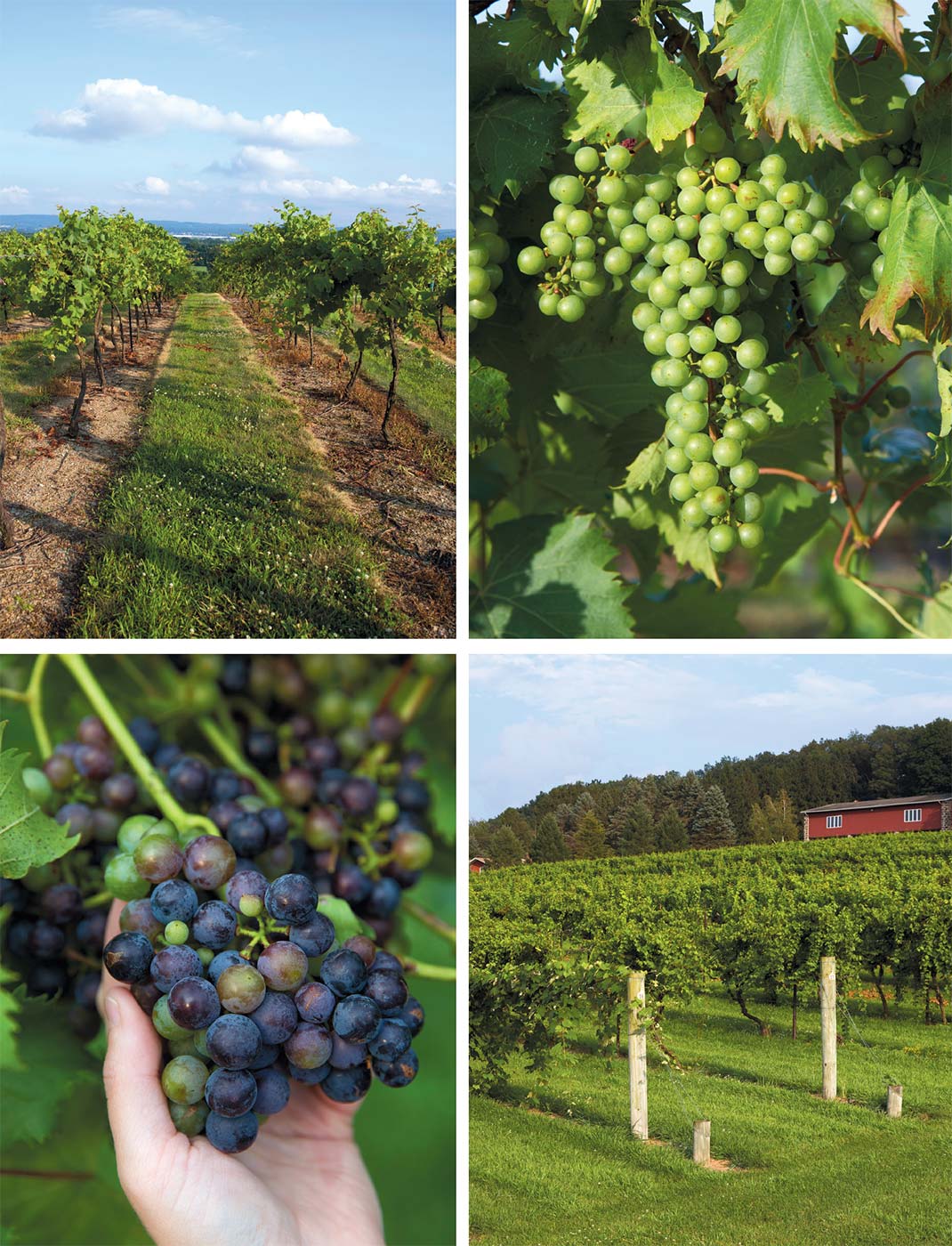 top row photos, Vyncrest's vineyards and unripe grapes. Bottom row, ripening grapes and Clover Hill vineyard