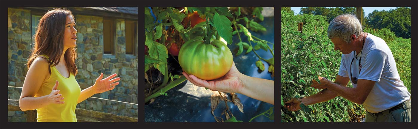 Tomatoes were the subject of a recently filmed How Does It Grow?
