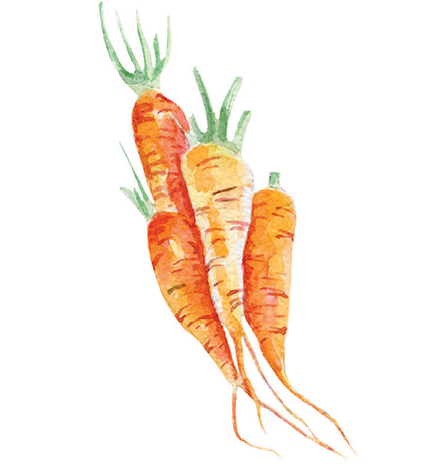 carrot illustration