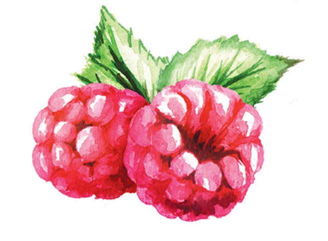 raspberry illustration