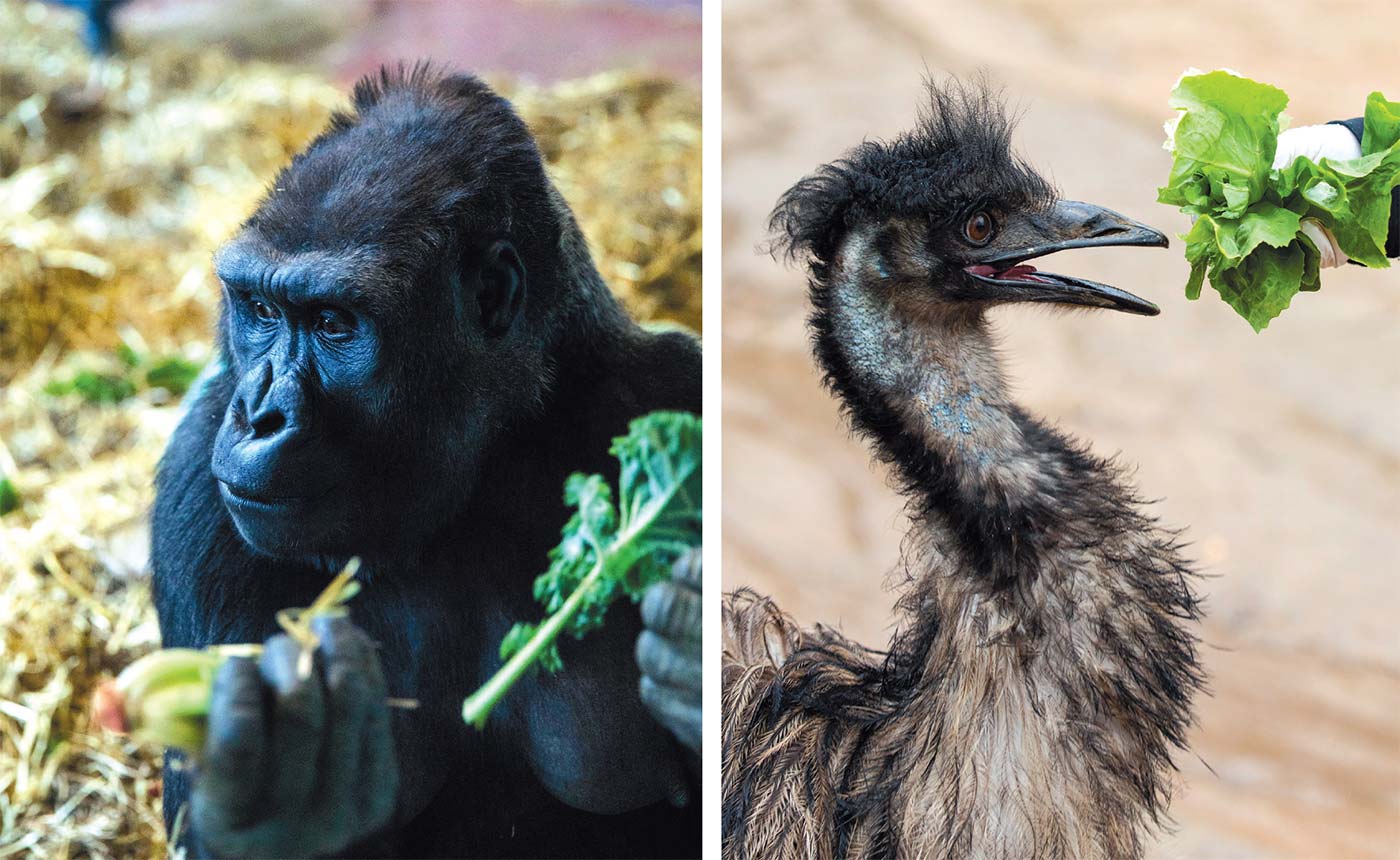 Gorillas and emus are two of the zoo’s animals that enjoy fresh greens grown on the property.