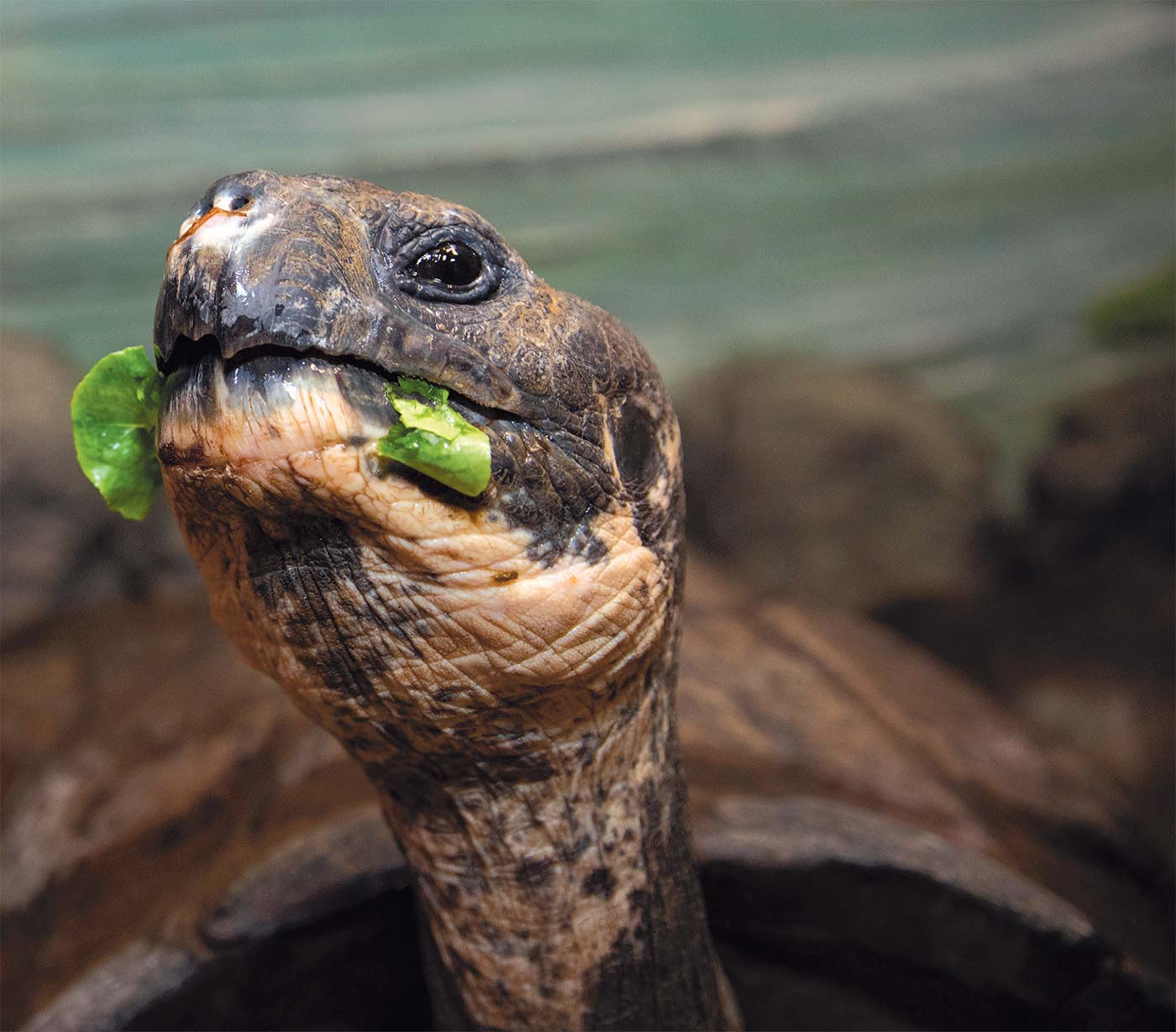 A tortoise has some salad for lunch.