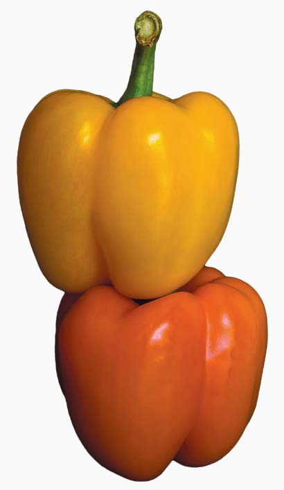 yellow and orange bell peppers