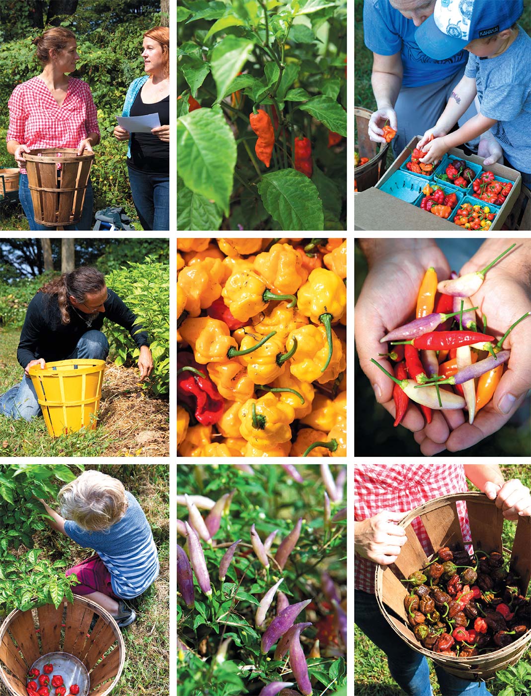 Top row, left to right: the author and Jasko picking peppers, ghost peppers growing, volunteers sort peppers.  Middle row, left to right: a volunteer picks peppers, Papa New Dreadie peppers, a volunteer holds a variety of peppers.  Bottom row: volunteer picking peppers, Aji Fantasy peppers, basket of Caribbean Reds