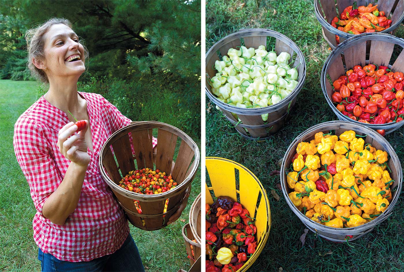 Left to right: The author picking peppers, baskets of peppers sorted for the Homesweet Homegrown CSA.