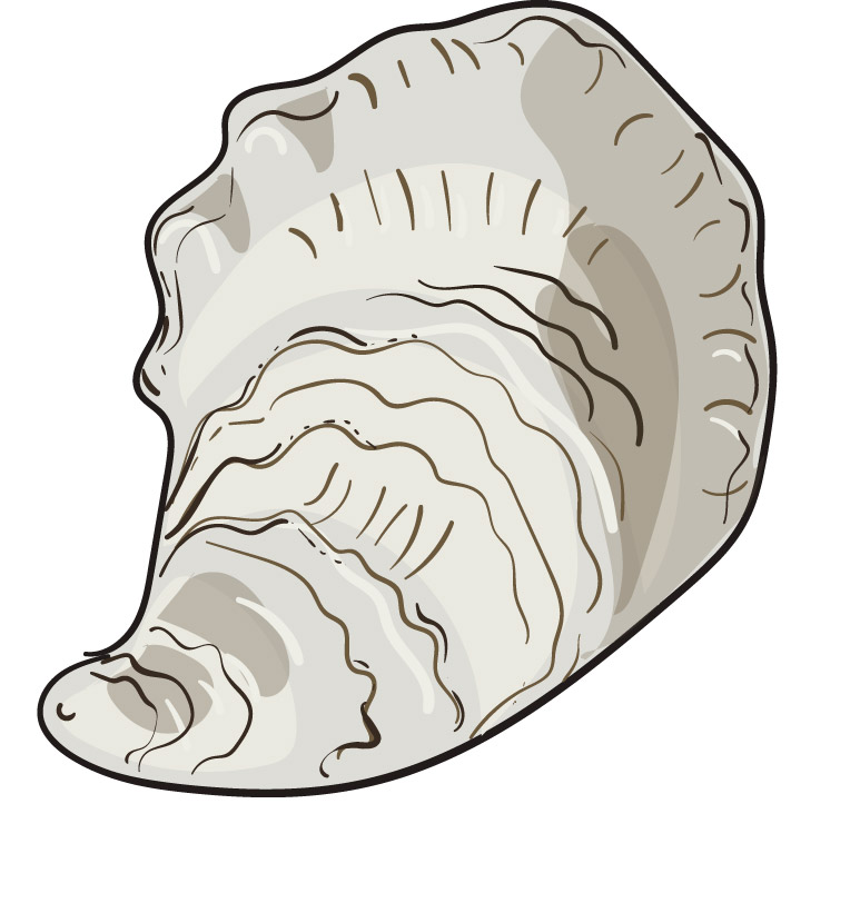 Sloop Points oysters