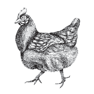 chicken etching
