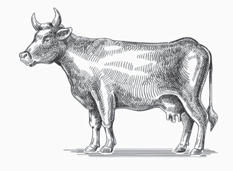 cow etching