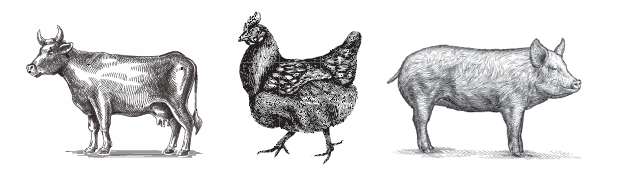 farm animal etching
