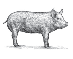 pig etching