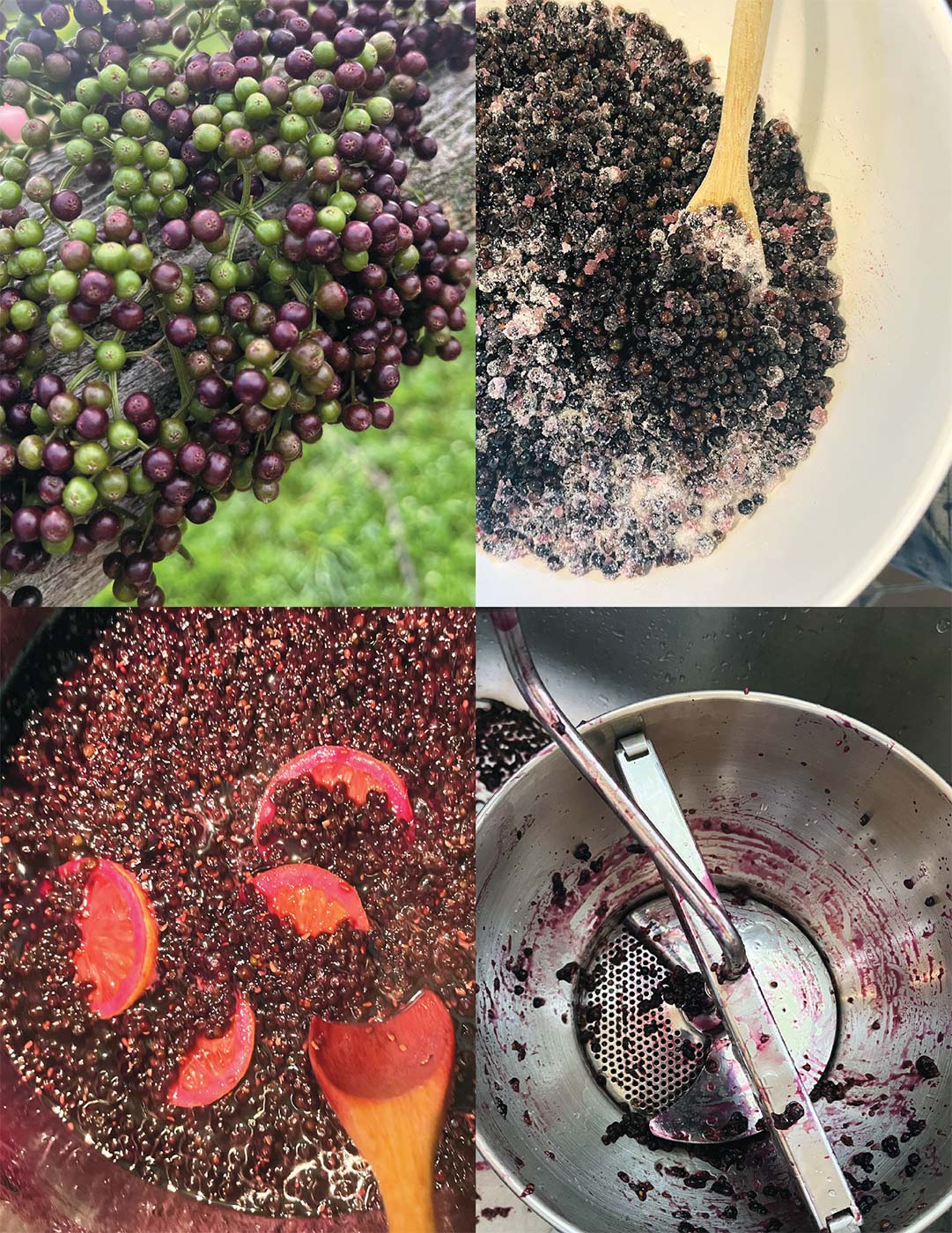 Reviving a Sweet Tradition: Elderberries | Edible Philly