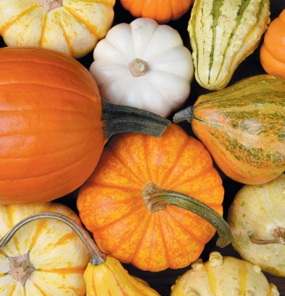 Fall vegetables - a selection of squash