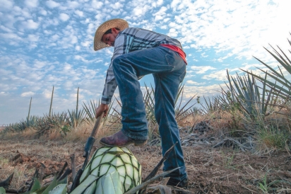 man breaking up agave plant