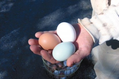Holding different colored eggs