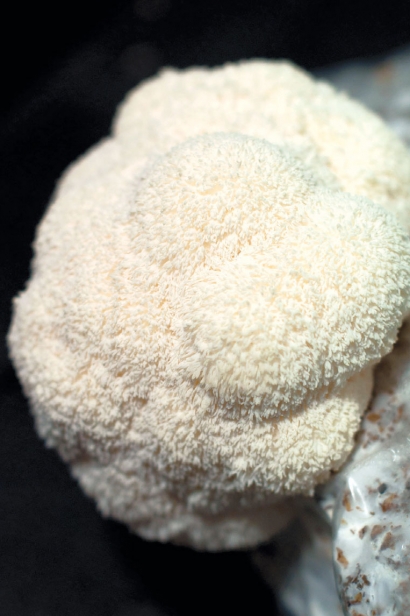 Pompom mushrooms