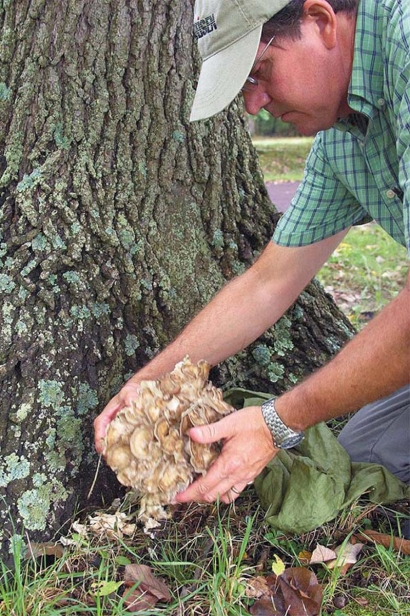 Foraging for wild mushrooms