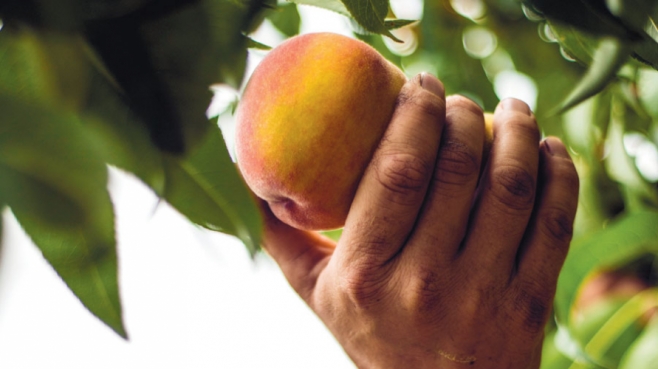 Picking Peach