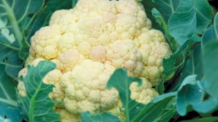 head of cauliflower