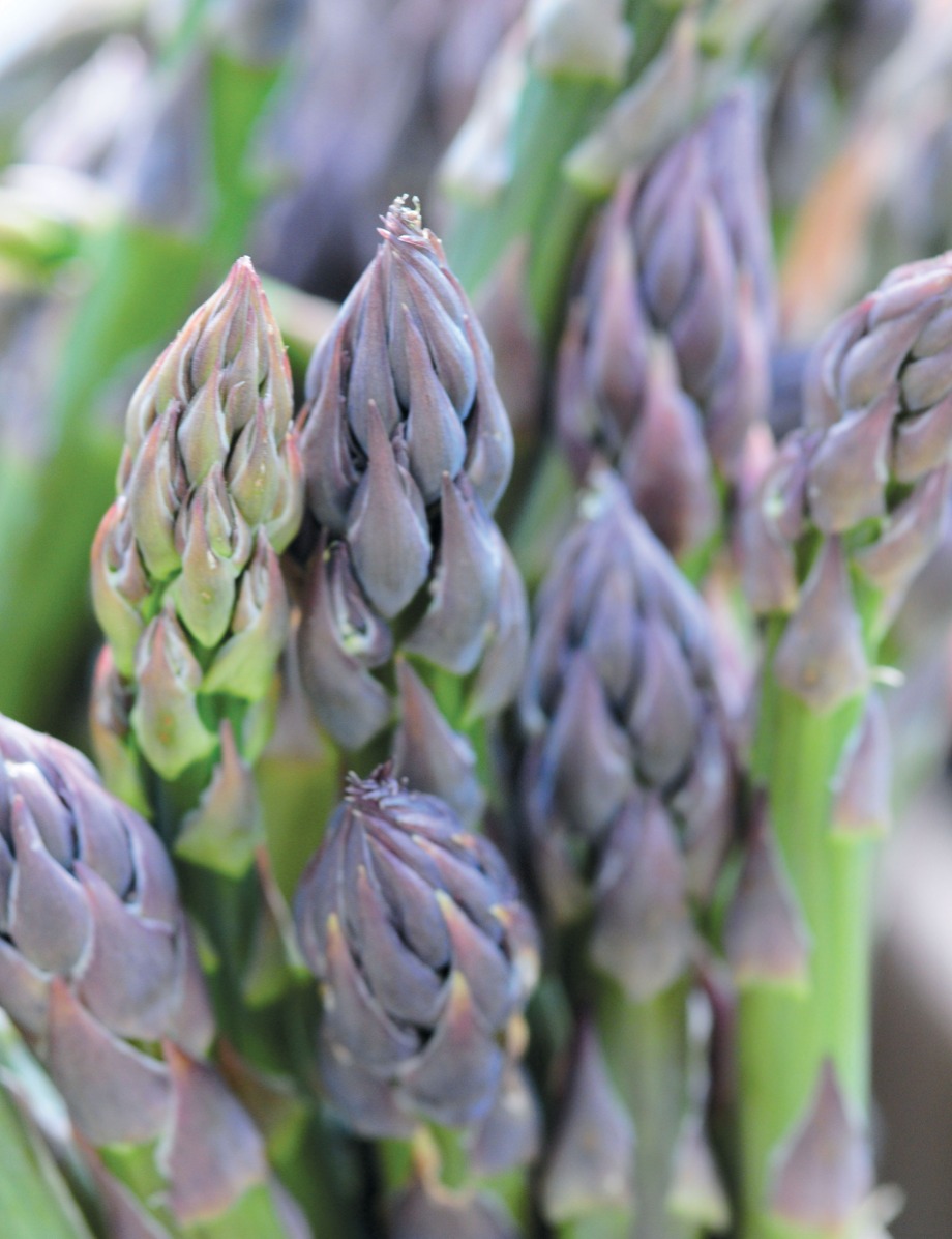 Asparagus at Oley Valley Organics