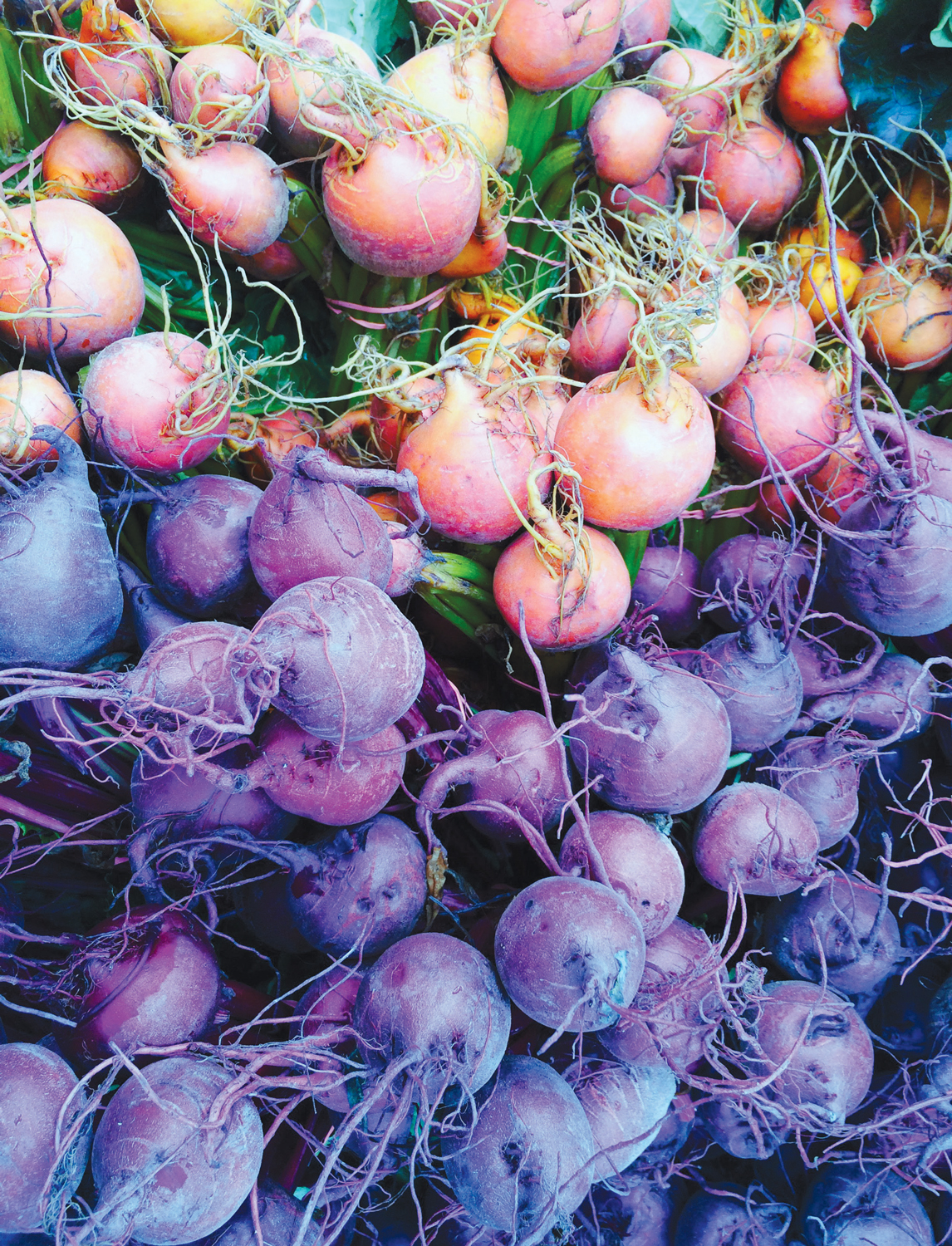 multicolored beets