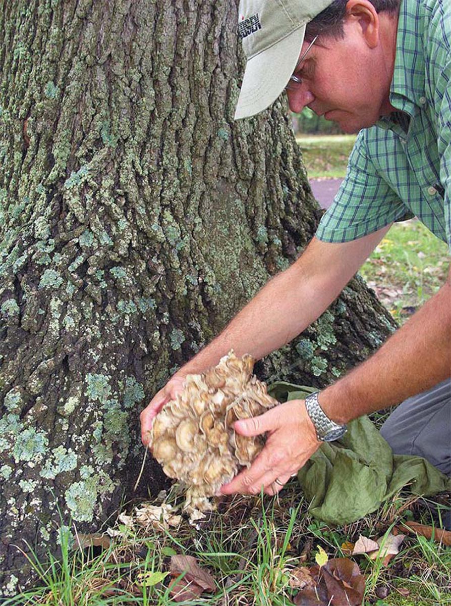 Foraging for wild mushrooms