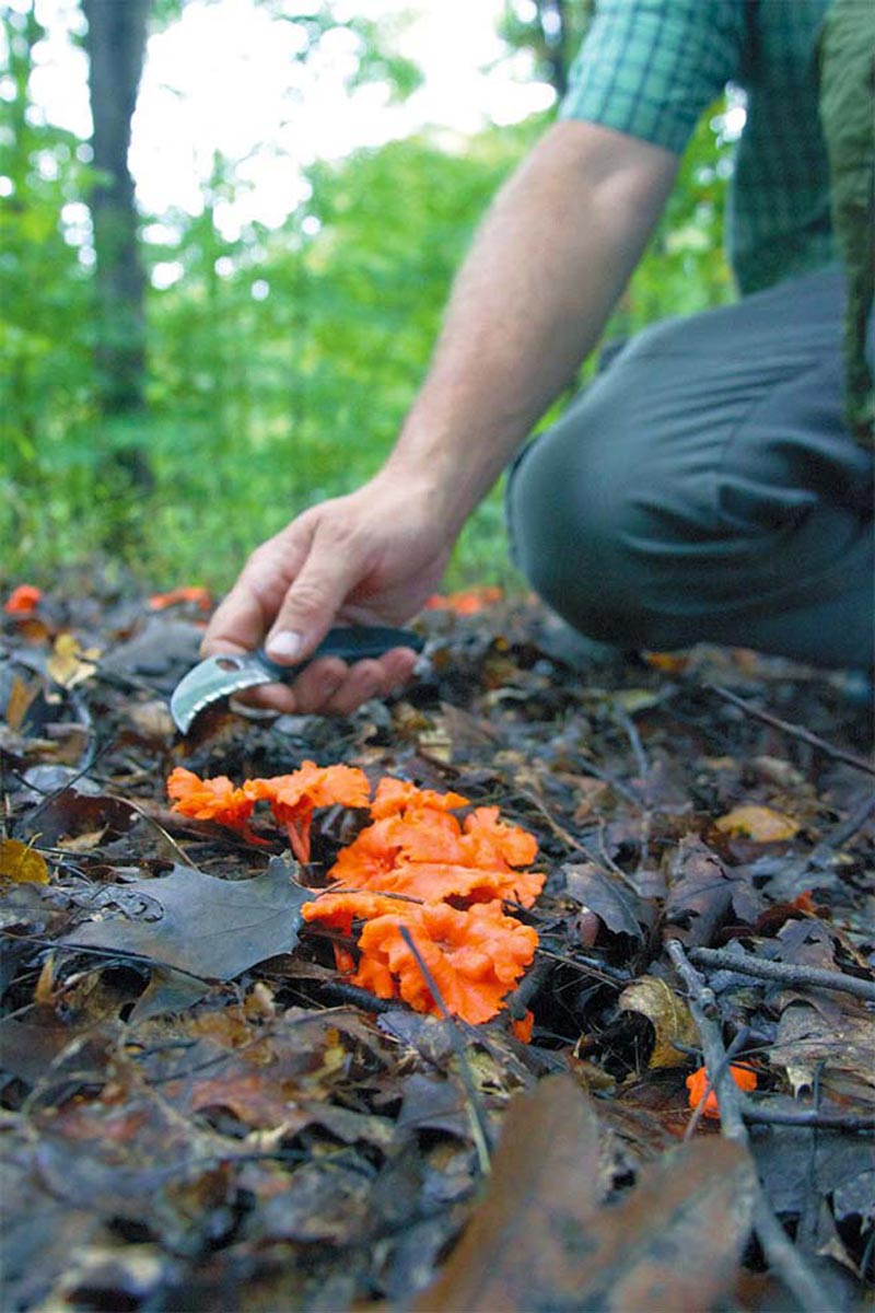 Harvesting wild mushrooms