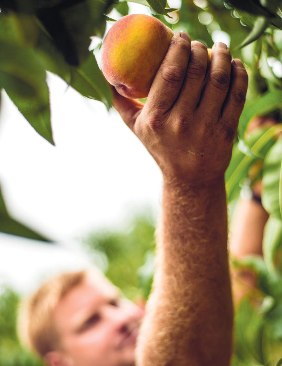Picking Peach