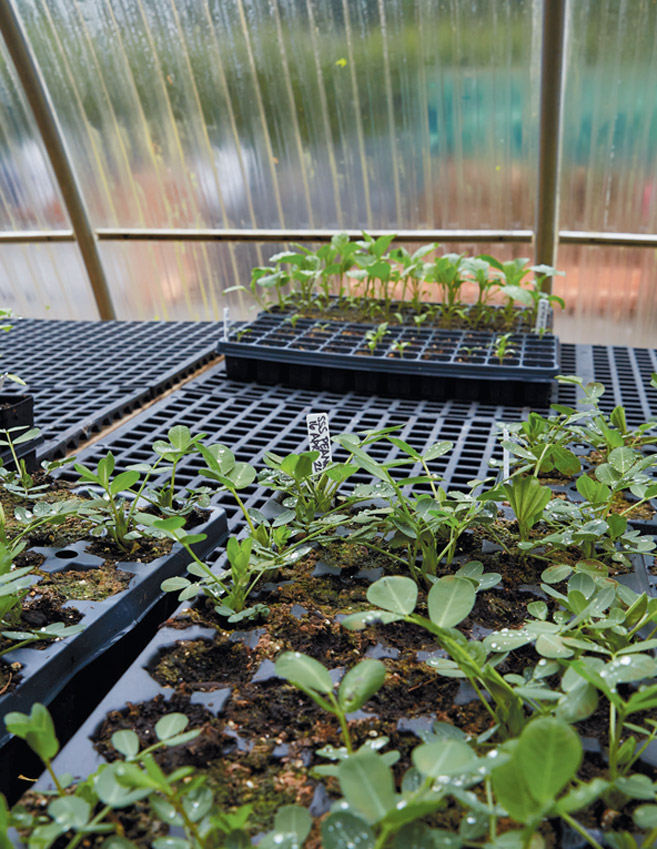 sprouts growing in a greenhouse