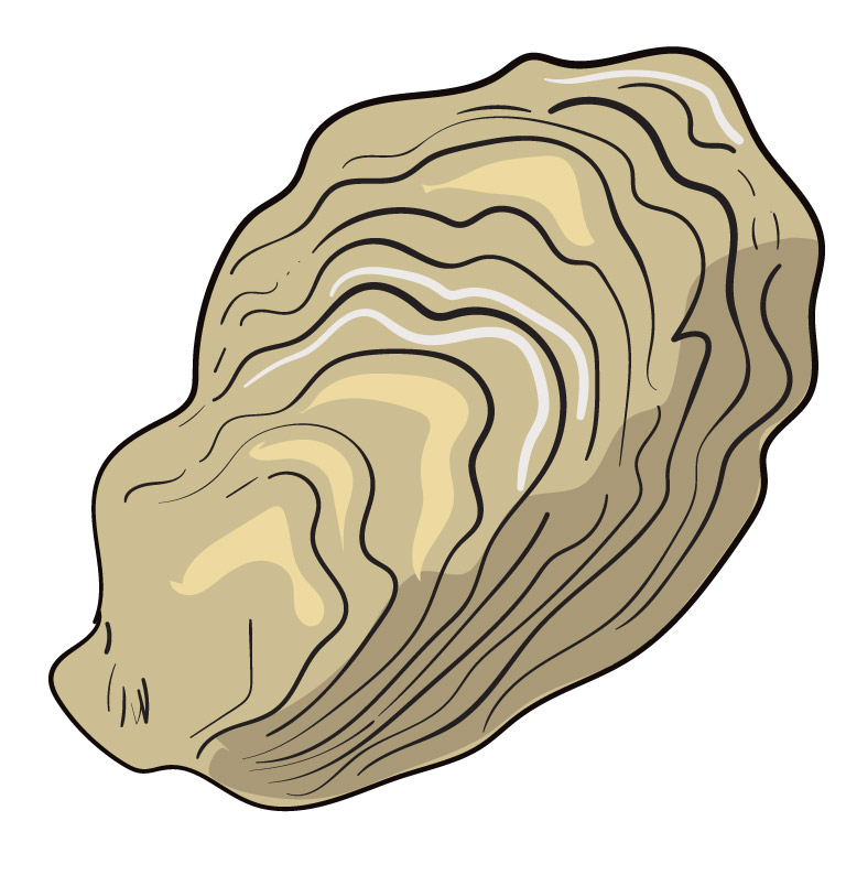 Steelmans Bay oysters