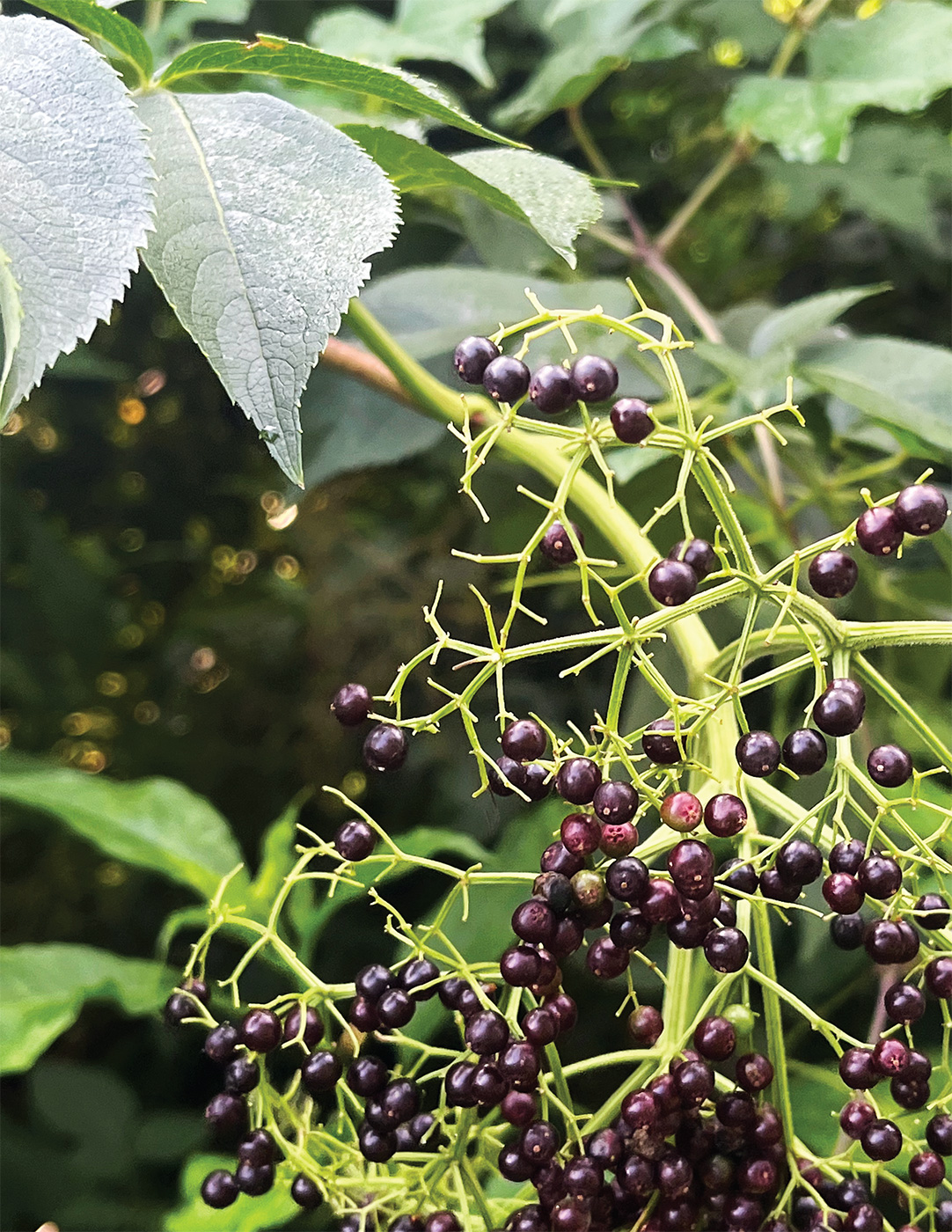 Elderberries