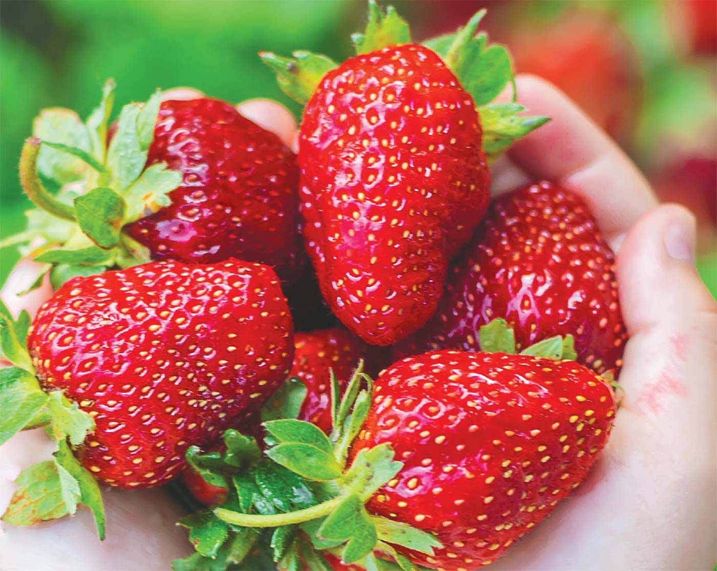 hands-holding-strawberries.jpg
